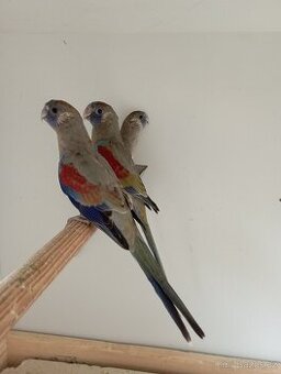 Pap rudobřichý, amazoňan vějířový