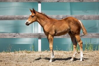 Aqha/Apha sorrel wp/allaround klisnicka
