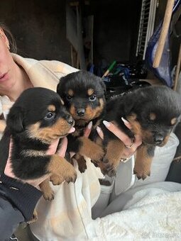 Štěňata rotvajlerů