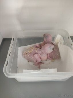 Mláďátka papoušků