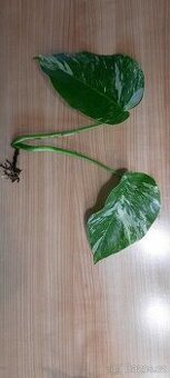 Monstera albo - různé řízky