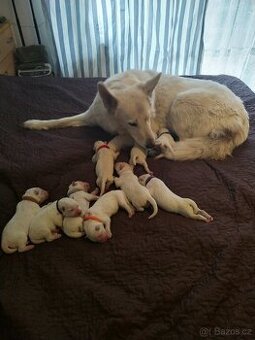 rezervace štěňat BŠO