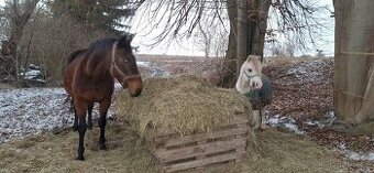 Sháníme koně možno i hřebce- pronajem s odkupem