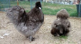 Hedvábnička velká vousatá - EU