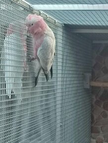 Kakadu růžový - 1