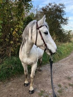 Pony