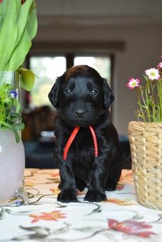 Flat Coated Retriever - pejsci s PP - 1