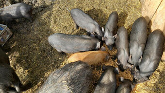 Selata vietnamské-kunekune