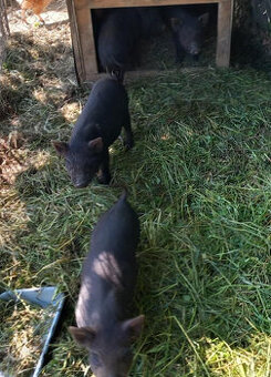 Selata vietnamské-kunekune