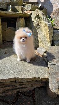 Pomeranian - 1