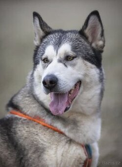 Kříženka husky x malamut