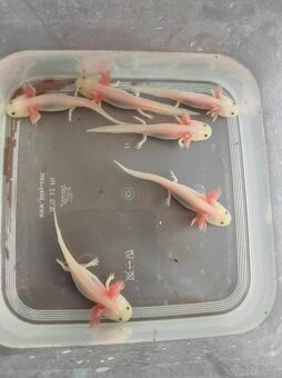 Axolotl mexický - Ambystoma mexicanum - 1