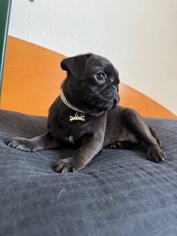 Mops bez pp