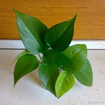 Šplhavnice Epipremnum aureum „Jade“ - zakořeněné řízky