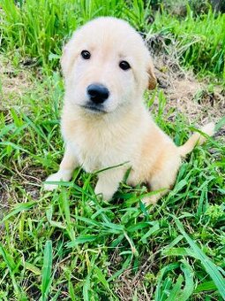 Labrador/bordel kolie - 1
