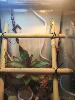 Phelsuma Felsuma madagaskarská grandis