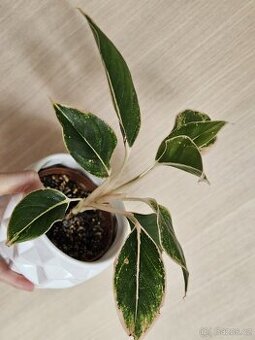 Aglaonema - Siam aurora pink