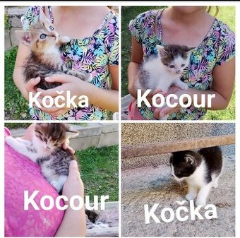 Koťata