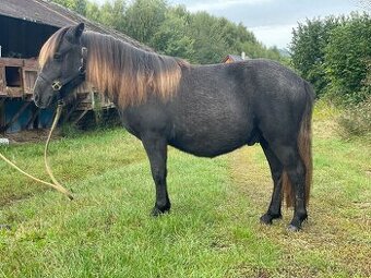 Roční Shetland pony valach s PP