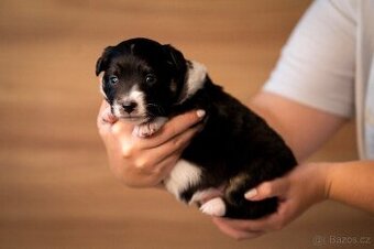 Miniaturní americký ovčák s PP - fenka