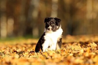 Miniaturní americký ovčák s PP - fenka