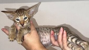 Orientální koťe Nemesis  & Nocco Marbleficent s PP