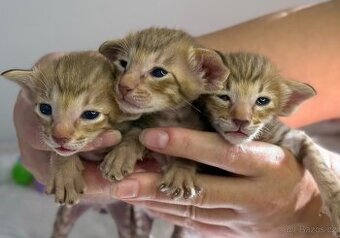 Orientální koťe Nemesis  & Nocco Marbleficent s PP