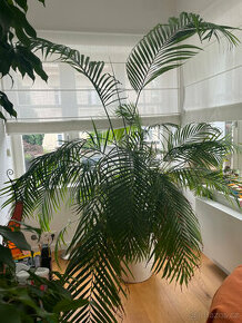 Prodám pokojovou květinu