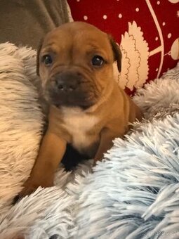 Stafordšírský bulteriér - 1