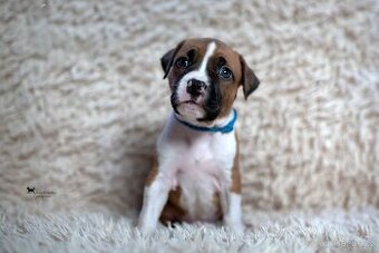 Americký stafordšírský teriér s PP