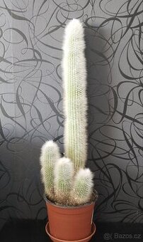 Velký kaktus 60 cm
