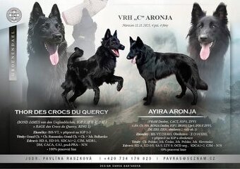 Belgický ovčák groenendael