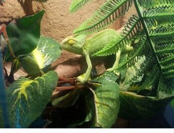 Chameleon jemenský, 3 měsíce a Terárium nové 40x40x100. Před