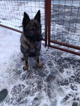 Daruji psa něm.ovcaka - 1