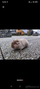 Samičky US teddy - 1