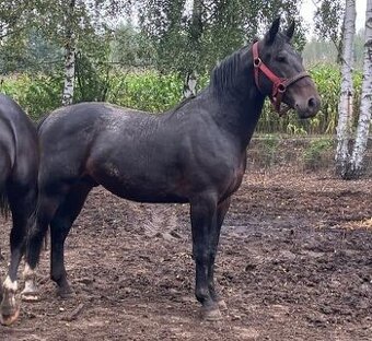 Slezský hřebec, 3 roky - 1