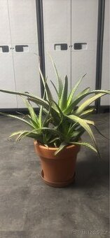 Pravá Aloe