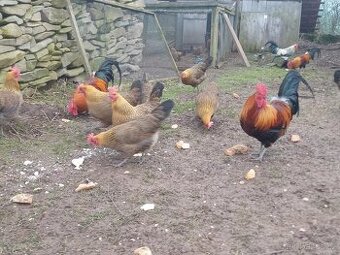 Česká zlatá kropenka