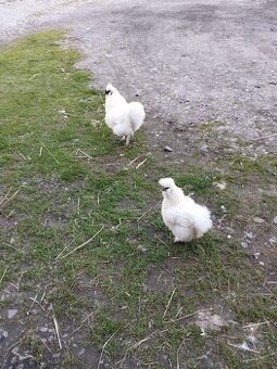 Kohoutek hedvábničky