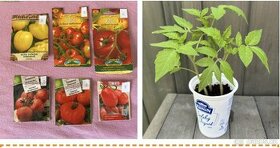 Sazenice rajčata - 6 druhů