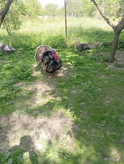 Krůta bronzová