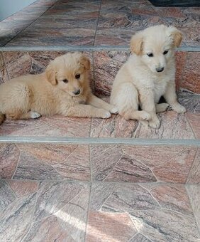 Zlatý retrívr/retriever - 1