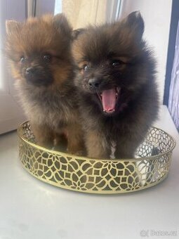 Pomeranian bez pp