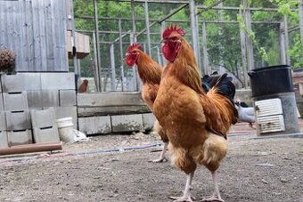 Sasexka žlutá černě kolumbijská