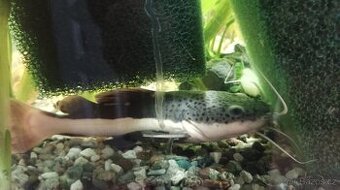 Antenovec cervenoocasy