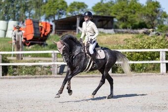 4letý oldenburský valach po Hickstead White