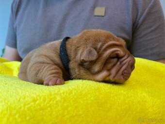 Sharpei,šarpej s PP - 1
