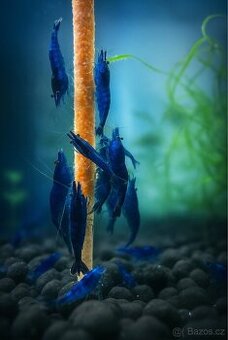 Neocaridina Blue Diamond