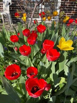 Darwinovy tulipány