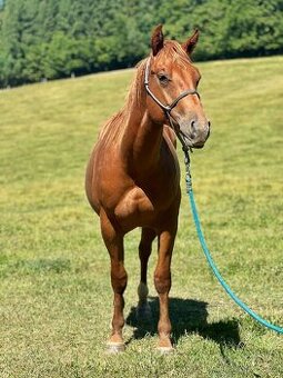 QH valach po AP Royal Bar